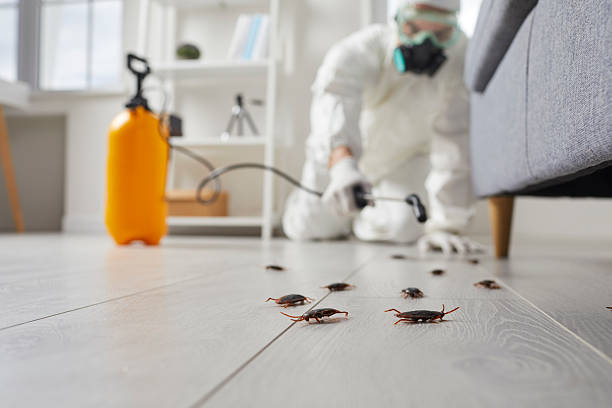 Post-Treatment Bed Bug Interceptor Monitoring in Holgate